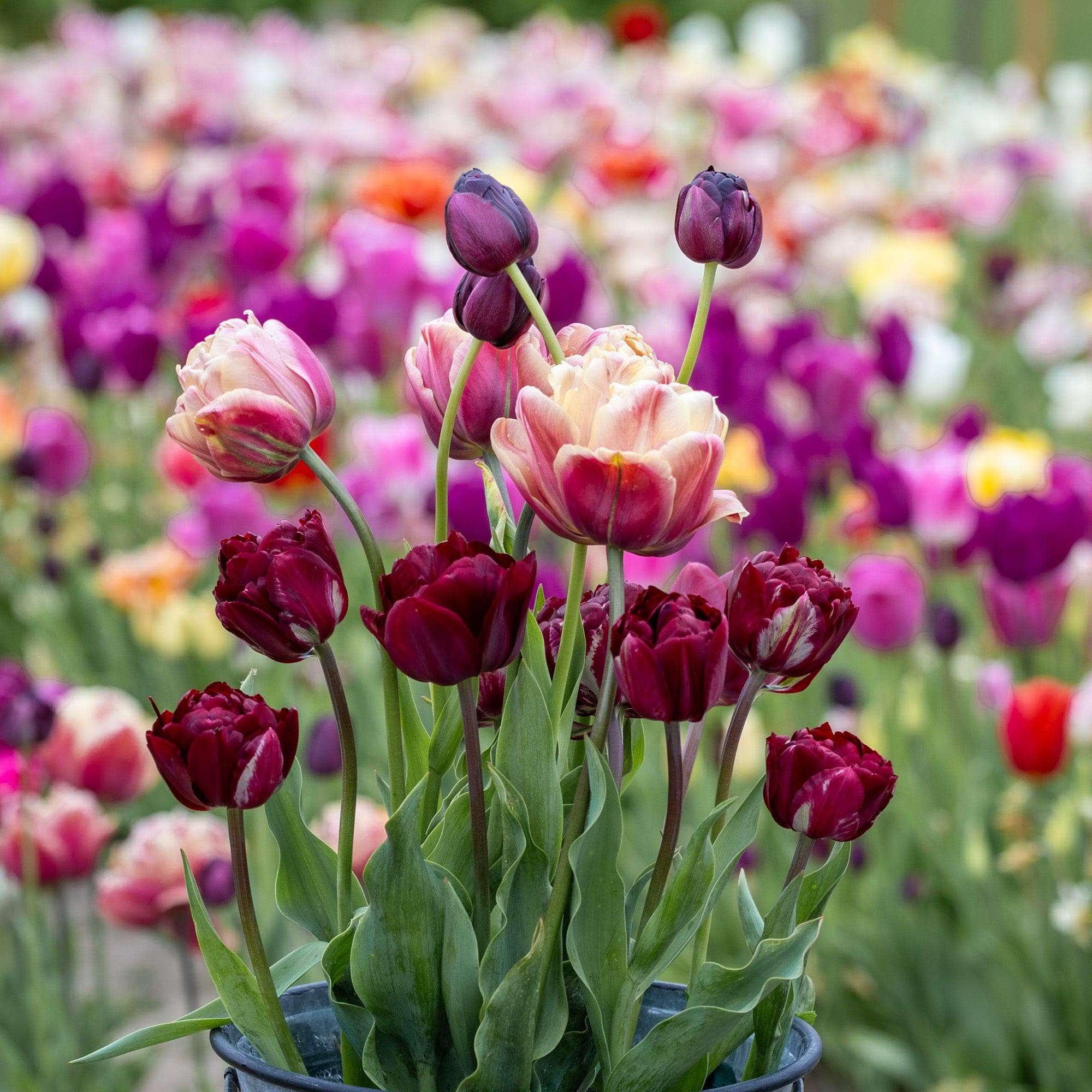 Tulpenmischung 'Red Cottage'